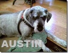 Austin 1
